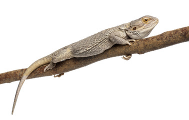 Pogona lying on a branch in front of white background