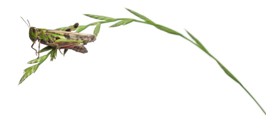 Cricket on a herb in front of white background