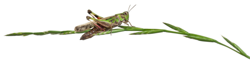 Cricket on a herb in front of white background