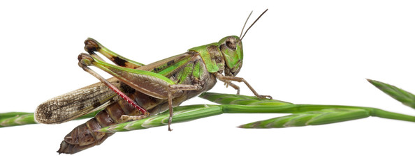Cricket on a herb in front of white background