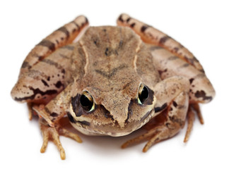 Moor Frog, Rana arvalis, in front of white background