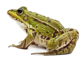 Common European frog or Edible Frog, Rana esculenta