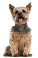 Yorkshire Terrier, 14 and a half years old, sitting