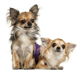 Chihuahuas, 3 years old, in front of white background