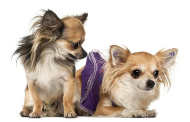 Chihuahuas, 3 years old, in front of white background