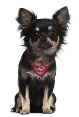 Chihuahua wearing handkerchief, 1 year old, sitting