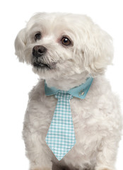 Maltese, 9 years old, wearing a tie in front of white background