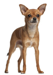 Obraz premium Crossbreed dog standing in front of white background
