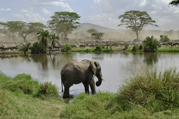 Elephant in river in Serengeti National Park, Tanzania, Africa - obrazy, fototapety, plakaty