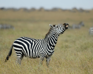 Fototapeta na wymiar Zebra w Serengeti National Park, Tanzania, Afryka