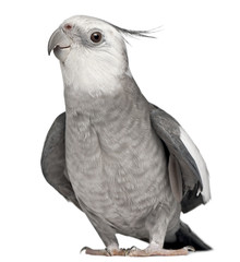 Obraz premium Male Cockatiel, Nymphicus hollandicus