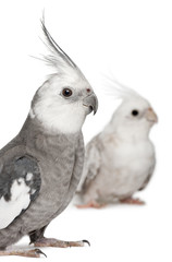 Male and female Cockatiel, Nymphicus hollandicus