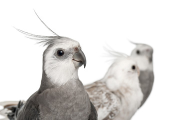 Close-up of Male and female Cockatiel, Nymphicus hollandicus