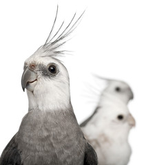 Close-up of Male and female Cockatiel, Nymphicus hollandicus