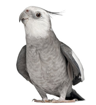 Fototapeta Male Cockatiel, Nymphicus hollandicus