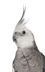 Obraz premium Male Cockatiel, Nymphicus hollandicus
