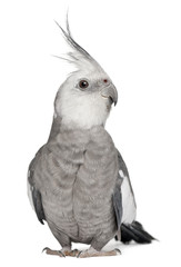 Male Cockatiel, Nymphicus hollandicus