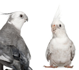 Male and female Cockatiel facing each other