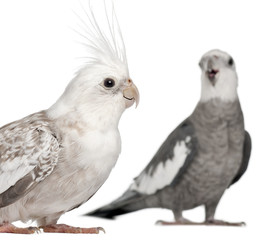 Male and female Cockatiel, Nymphicus hollandicus