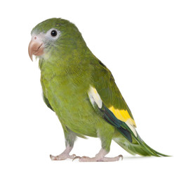 White-winged Parakeet, Brotogeris versicolurus, 5 years old