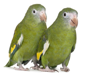 White-winged Parakeets, Brotogeris versicolurus, 5 years old