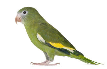 White-winged Parakeet, Brotogeris versicolurus, 5 years old