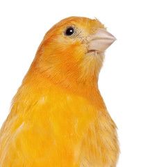 Obraz premium Close-up of Canary, Serinus canaria domestica, 2 years old