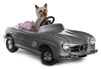 Yorkshire Terrier, 1 year old, driving convertible