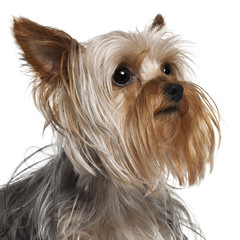 Close-up of Yorkshire Terrier, 1 year old