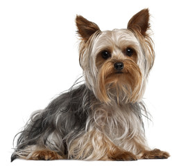 Yorkshire Terrier, 1 year old, lying