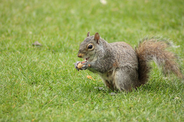 Squirrel eating a nut