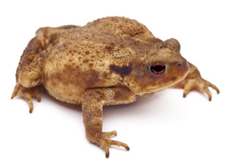 Common toad or European toad, Bufo bufo