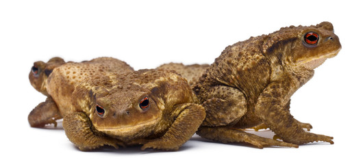 Three common toads or European toads,  Bufo bufo