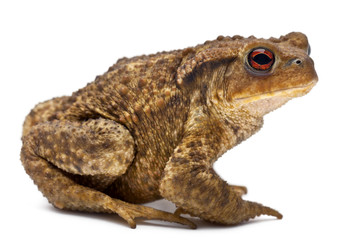 Fototapeta premium Common toad, bufo bufo, in front of white background