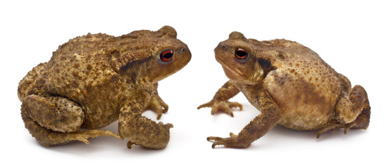 Two common toads or European toads, Bufo bufo, facing each other