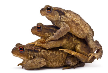 Three common toads or European toads, Bufo bufo, stacked