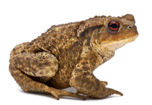 Common toad, bufo bufo, in front of white background