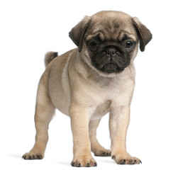 Obraz premium Pug, 8 weeks old, standing in front of white background