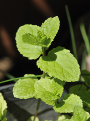 Mint plant Lamiaceae Mentha