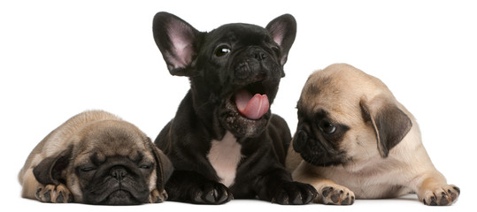 French Bulldog puppy yawning between two Pug puppies © Eric Isselée