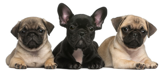 French Bulldog puppy between two Pug puppies, 8 weeks old