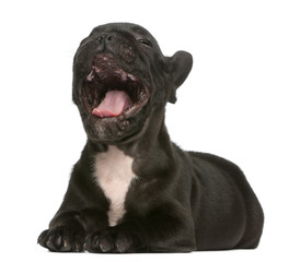 French bulldog puppy yawning in front of white background