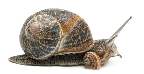Garden snail with its baby in front of white background