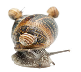 Garden snail with its babies on its shell