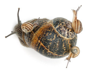Garden snail with its babies on its shell