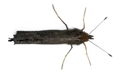 European Peacock moth, Inachis io, in front of white background