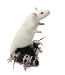Fancy Rat feeding its babies in front of white background