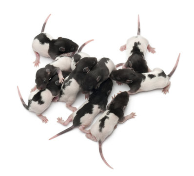 High Angle View Of A Group Of Fancy Rats Babies Sleeping