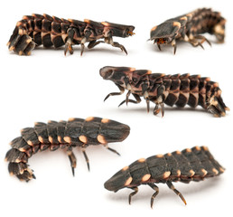 Common glow-worm of Europe, Lampyris noctiluca
