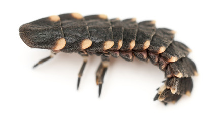Common glow-worm of Europe, Lampyris noctiluca